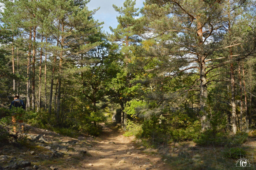 Forêt domaniale du Larzac © AC