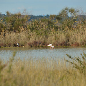 À la rencontre des flamants roses aux salins de Mireval