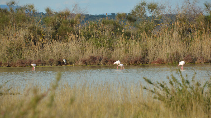 À la rencontre des flamants roses aux salins de Mireval