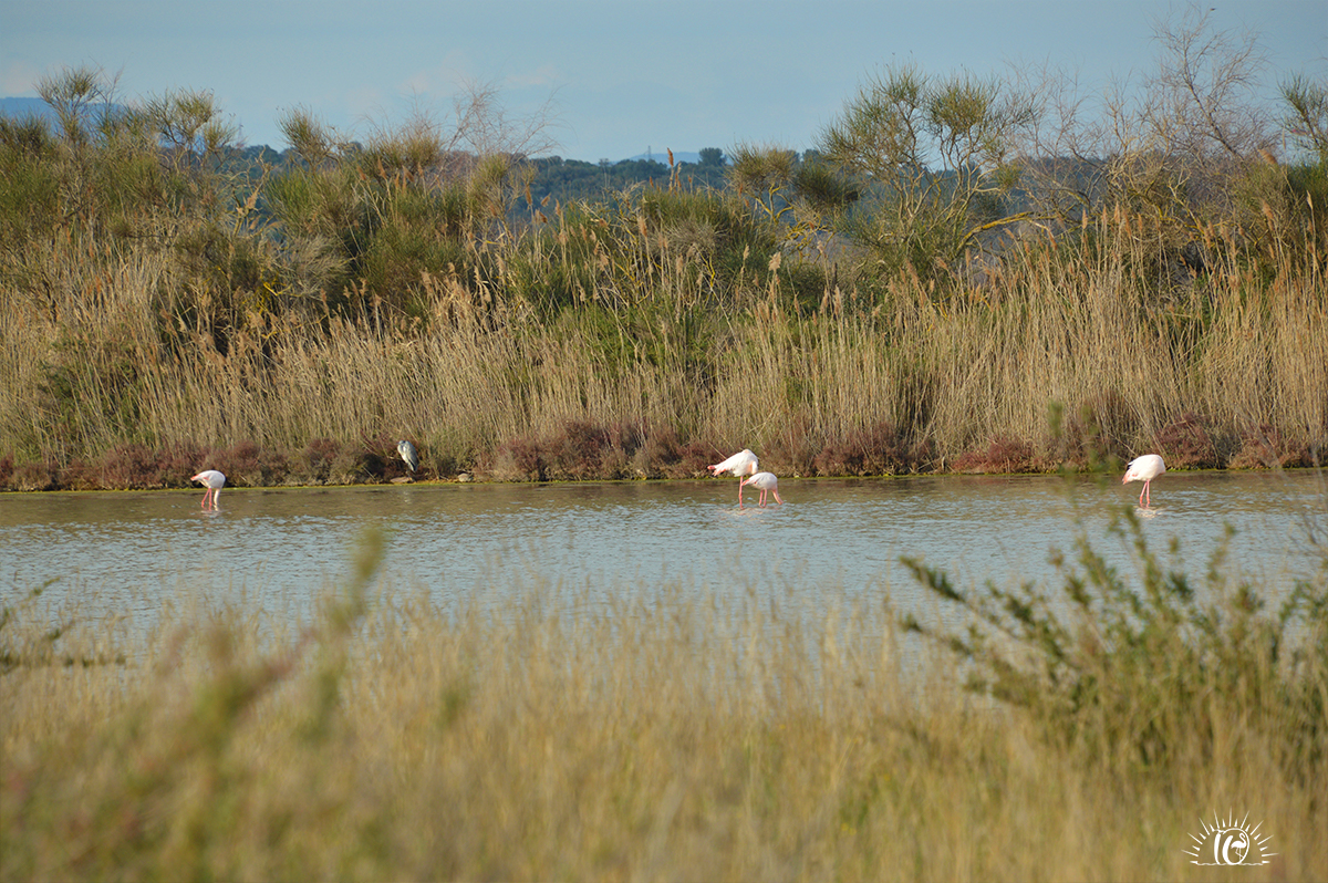 À la rencontre des flamants roses aux salins de Mireval