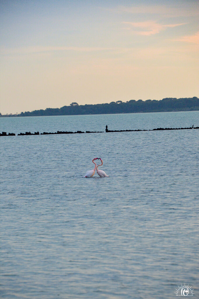 Flamants roses en parade aux salins de Mireval